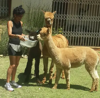 two llamas standing next to a woman eating from a trough at Alpaca Self Catering Cottage Kleinmond in Kleinmond
