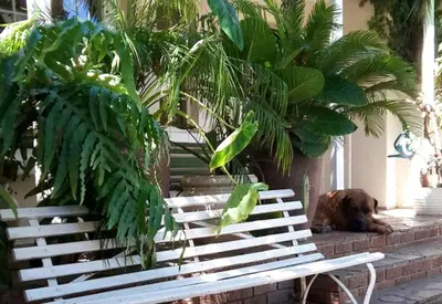 a dog laying on the ground next to a white bench at MAVILLA STELLENBOSCH B&B in Stellenbosch
