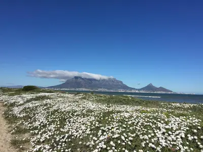 a field of flowers with a mountain in the background at Atlantic Blue Villa at Pilots in Cape Town