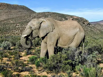 an elephant standing in a field with its trunk at Riverside Villa in Gordonʼs Bay