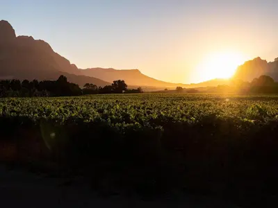 a field of crops with the sun setting in the background at Lynx Wine Estate in Franschhoek