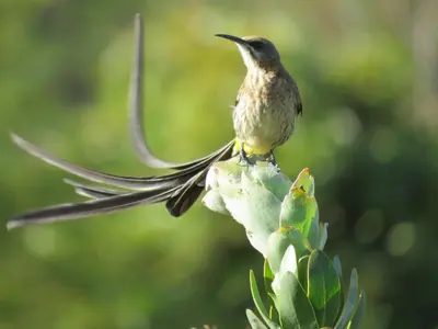a bird perched on top of a tree at Navarre Farm Cottages in Stellenbosch