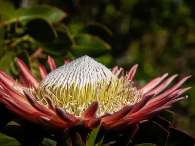 a close up of a red and white flower at Navarre Farm Cottages in Stellenbosch