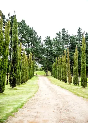 a dirt road with trees on either side at Hemel 'N Aarde Stud in Hermanus