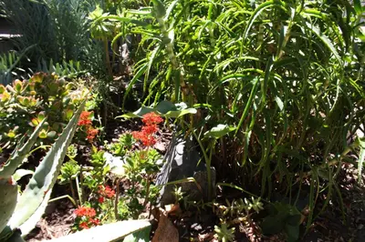a garden with red flowers and green plants at The Vinelands on Alpha Guest House in Cape Town