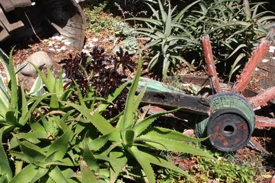 an old wagon sitting in the grass next to some plants at The Vinelands on Alpha Guest House in Cape Town