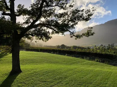 a tree in the middle of a grass field at La Cotte The Manor House in Franschhoek