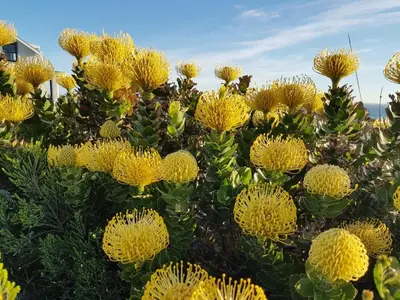 a bunch of yellow flowers on a plant at Kleinblom in Pringle in Pringle Bay