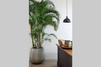 a palm plant in a large pot in a kitchen at McFarlane Residence by Top Destinations Rentals in Hermanus