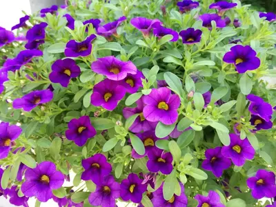 a bunch of purple flowers in a pot at At Leisure in Worcester