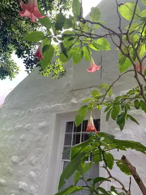 a white building with a window and a tree at The Missions House in Hermanus