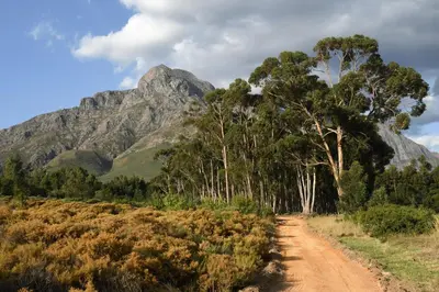 a dirt road with trees and mountains in the background at Eikehof Farm in Worcester