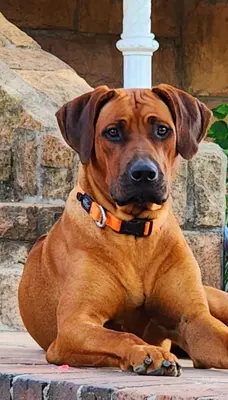 a brown dog laying on the ground next to some stairs at La Rochelle in Wellington