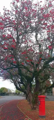 a tree with red flowers on it with a red box at La Rochelle in Wellington