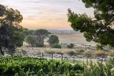a view of a vineyard with trees and a field at Deux Frères Wine Estate & Luxury Villas in Stellenbosch