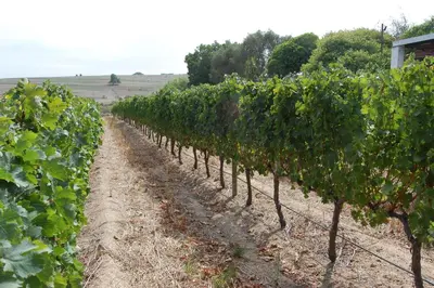 a row of grape vines in a field at Deux Frères Wine Estate & Luxury Villas in Stellenbosch