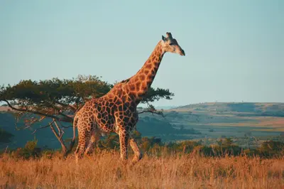 a giraffe walking in a field of tall grass at Relaxing guest House in The heart of Ndabeni in Cape Town