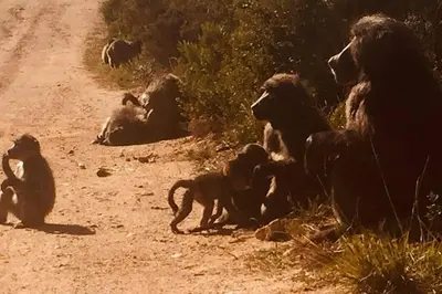 a group of monkeys sitting on the side of a dirt road at Rooi Els Sea Cottage in Rooiels