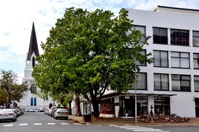 a large tree in front of a white building with a church at Concord Modern Apartment in Stellenbosch in Stellenbosch