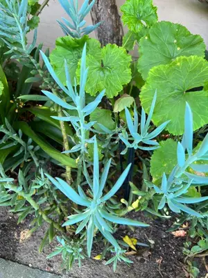 a group of blue plants in a garden at Sunset Beach Living Guesthouse in Cape Town