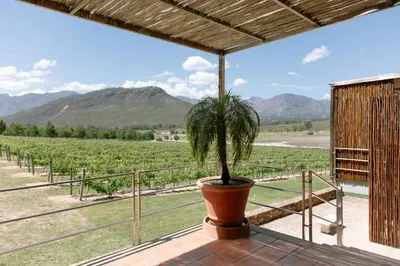 a potted plant sitting on a porch looking at a vineyard at La Roche Estate in Franschhoek
