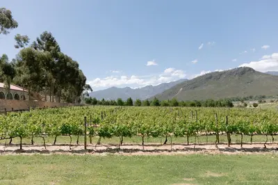 a field of vines with mountains in the background at La Roche Estate in Franschhoek