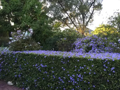 a garden with purple flowers and a hedge at Invergara in Cape Town