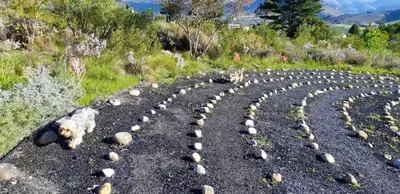 a dog standing in the middle of a field of rocks at Akkedis at Artemis in Franschhoek