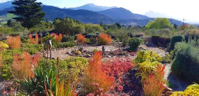 a garden with colorful plants and mountains in the background at Akkedis at Artemis in Franschhoek