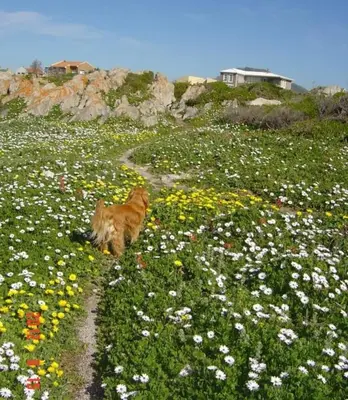 a cat standing in a field of flowers at Brandys beach house bettys bay in Bettyʼs Bay