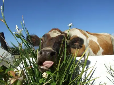 a cow sticking its tongue out in the grass at Under Oaks Guesthouse in Paarl