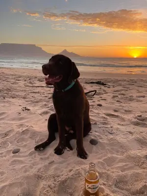 a dog sitting on the beach with a glass of beer at Sunset Beach holiday accommodation in Cape Town