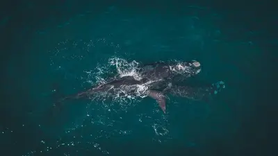 a sea turtle swimming in the water at Tuis en Tevrede - 2 Bedroom Flat in Hermanus