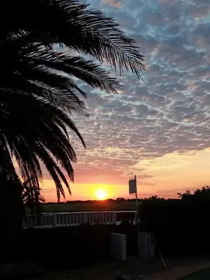 a sunset with a palm tree in the foreground at The Sanctuary Guest House Estate in Cape Town