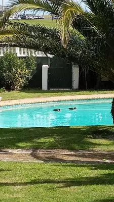 two ducks swimming in a blue swimming pool at The Sanctuary Guest House Estate in Cape Town