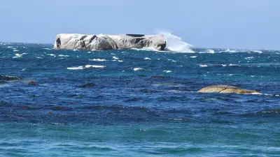 an elephant is swimming in the water at Shore2Please in Cape Town