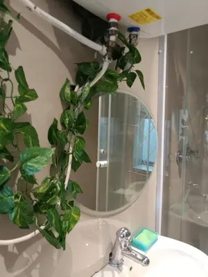 a bathroom with a mirror and a plant on a sink at Cozy Private En Suite Studio in Cape Town