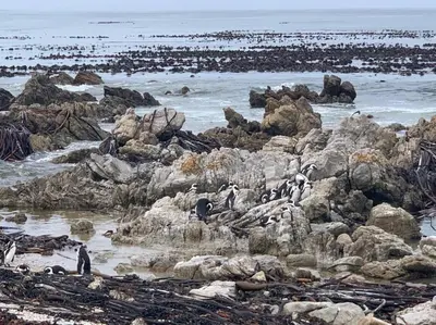 a group of penguins on rocks near the ocean at Stony Point Beach House in Clareport