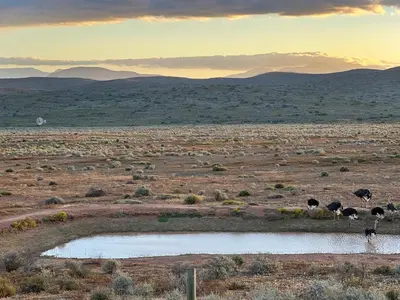a group of animals standing around a watering hole in a field at Penhill Farm West Grange in Nuy