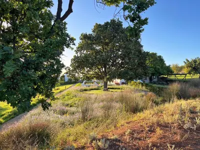 a field of tall grass with trees in the background at Penhill Farm Peppertree Cottage in Nuy
