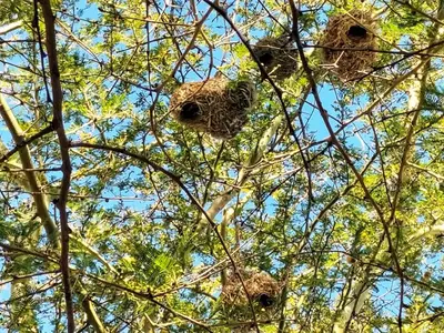a group of owls sitting in the branches of a tree at Suites on 74 in Worcester