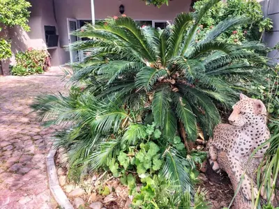 a cheetah and a palm tree in front of a house at Suites on 74 in Worcester