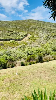 a small tree in the middle of a field at Hotel Vibes Cape Town Plattekloof in Cape Town