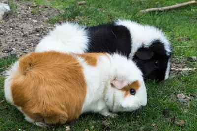 a cat and a dog laying on the grass at Beautiful apartment in century city in Cape Town