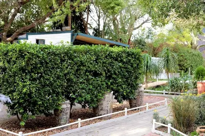a hedge in a garden with a house behind it at House of Perez in Wellington