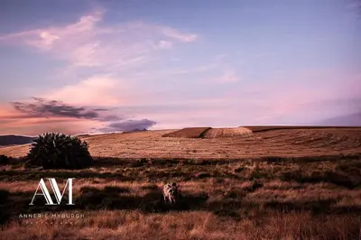 a dog standing in the middle of a field at Blou Porselein Guestfarm in Hermon