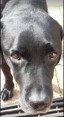 a black dog is looking at the camera at Home On Uitvlugt - Peaceful leafy garden flat with sunny lounge in Cape Town