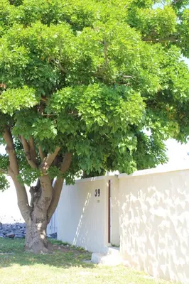 a tree next to a white wall with a tree at Classic Cape Dutch Studio Apartment in Cape Town