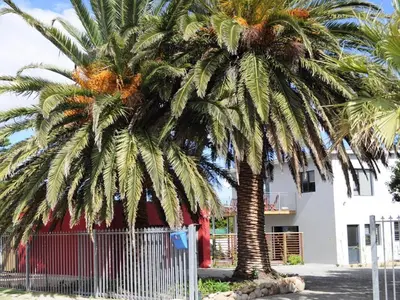 two palm trees in front of a white building at Two Palm House - Vermont Hermanus in Hermanus