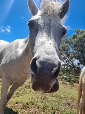 a close up of a white horse in a field at 11 Mountain Stream Hot Tub Self Catering in Gordonʼs Bay